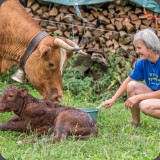 Ein K�lbli wird geboren